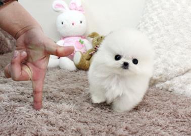 Wundersch�ne Pomeranian Zwergspitzwelpe