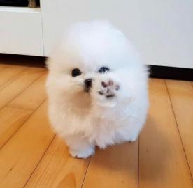 Pomeranian Zwergspitz Welpen    250 EUR