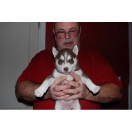 HUSKY WELPEN