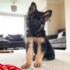 Qualit�tssch�ferhundwelpen