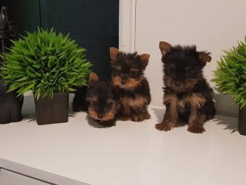 Yorkshire-Terrier Welpen