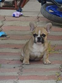 Franz?siche bulldogge welpen