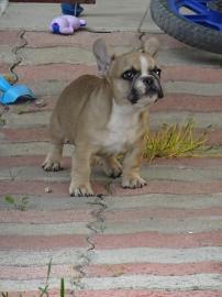 Franz?siche bulldogge welpen