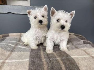 West Highland White Terrier-puppys te k