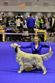 English Setter Reinrassige Welpen