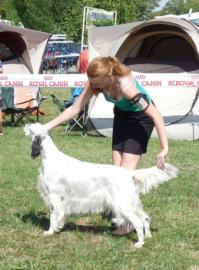 English Setter Reinrassige Welpen