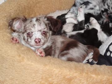 Super sch�ne Typvolle Chihuahua-Welpen