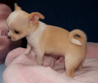 Super sch�ne Typvolle Chihuahua-Welpen