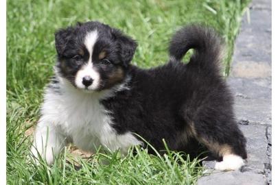 reinrassige Australian Shepherd Welpen