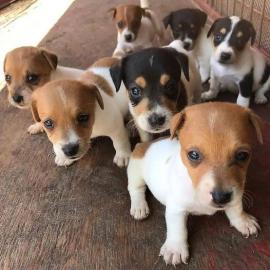 Diese s��en Jack-Russell-Welpen k�nnen n