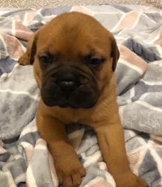 Bullmastiff Welpen