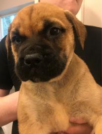 Bullmastiff Welpen
