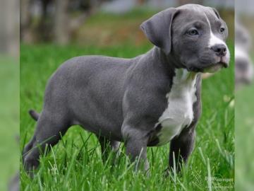 Pitbull Blueline welpen 13 Woche alt