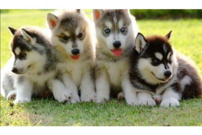 Siberian Husky Welpen Blaue Augen