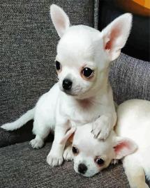 Mini Chihuahua Babys in (Langhaar und. 