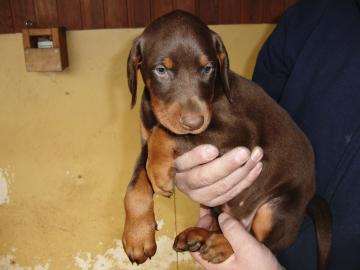 Wundersch�ne Kr�ftige Dobermann Welpen