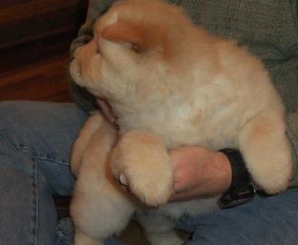 Chow Chow Welpen verf?gbar