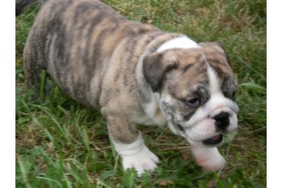 wundersch�ne englische Bulldogge Welpen