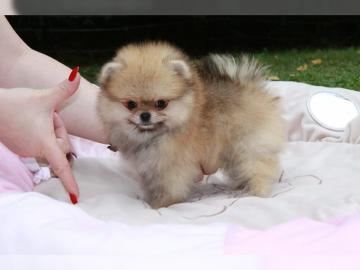 Boo Pomeranian Zwergspitz Welpen