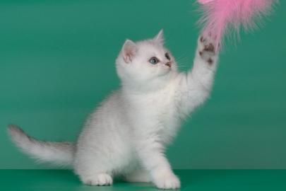 BKH Kitten mit Stammbaum in liebevolle H