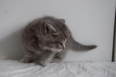 BKH Kitten mit Stammbaum in liebevolle H
