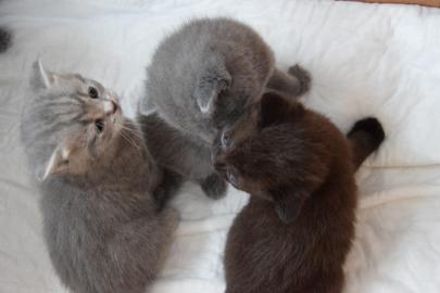 BKH Kitten mit Stammbaum in liebevolle H