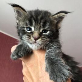 Wundersch�ne Maine-Coon-Katzen abzugeben