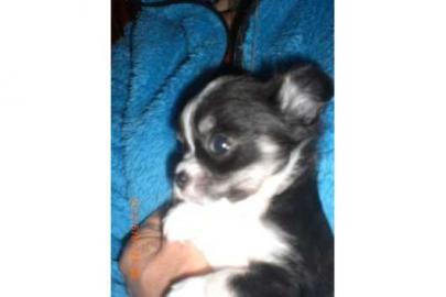 Chihuahua Welpen zur Annahme