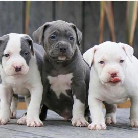American Pitbull Welpen s??e