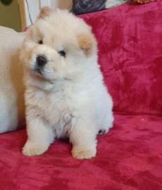 Reinrassige Chow chow-Welpen