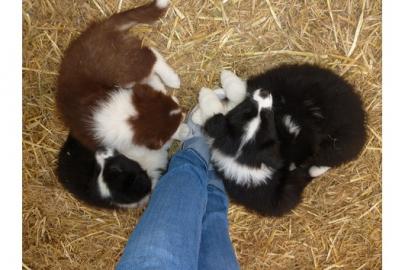 Bezaubernde reinrassige Australian Sheph
