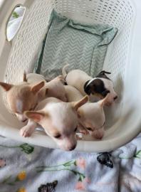 Chihuahua-Welpen zur Adoption verf�gbar,