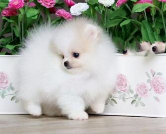 Reinrassige Pomeranian Zwergspitz . 