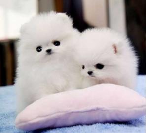Reinrassige Pomeranian Zwergspitz . 