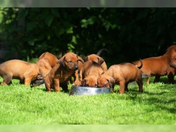 Rhodesian Ridgeback Welpen mit FCI Papie