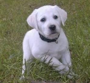 Wir haben zwei Labrador Retriever Welpen