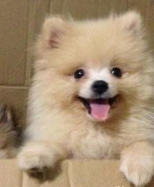 wundersch�n Zwergspitz / Pomeranian  Wel