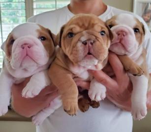 Englische Bulldoggenwelpen zur Adoption. 