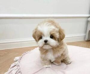 Maltipoo-Welpen jetzt verf�gbar