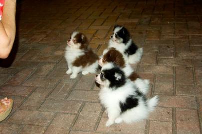 Zwergspitz / Pomeranian Welpen