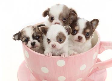 bildh�bsche Chihuahua Welpen!