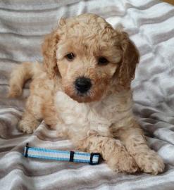 Poodle Welpen zu verkaufen