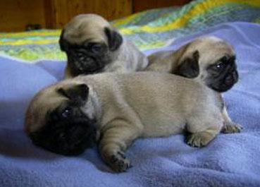 mops welpen suchen ein neues Zuhause