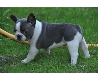 Reinrassige Franz?sische Bulldogge Welpe