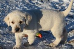 Abgabebereit! Labrador Welpen mit Papier