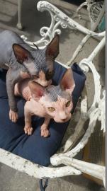 Don Sphynx K�tzchen