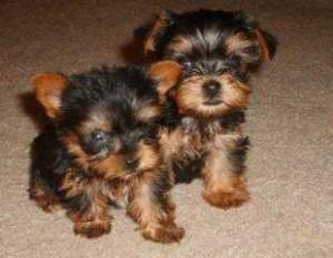 Yorkshire Terrier