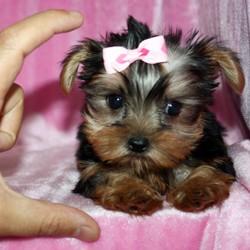 Yorkshire Terrier