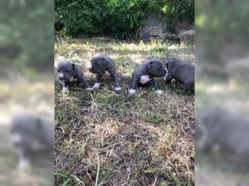 Original Reinrassiger Pitbull blue line