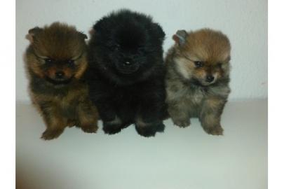 Pomeranian Zwergspitz Orang und Wei� 200